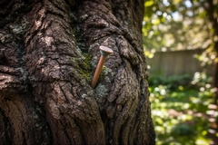 Do Copper Nails Kill Trees, or Is It a Common Myth?
