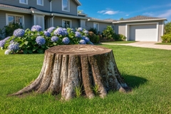Can a Tree Regrow From a Stump After Removal?
