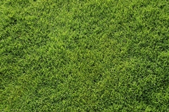 Caring for a Bermuda Grass Lawn - Everything You Need to Know