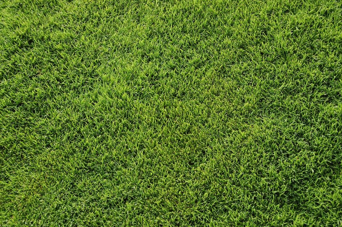 Caring for a Bermuda Grass Lawn - Everything You Need to Know