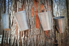 Maple Syrup Making: How Sap Becomes Something Sweet