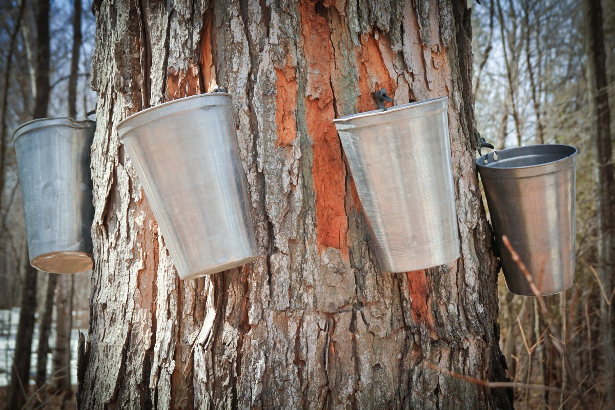 Maple Syrup Making: How Sap Becomes Something Sweet
