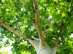 Beyond Maple: What Trees Can Be Tapped for Syrup?