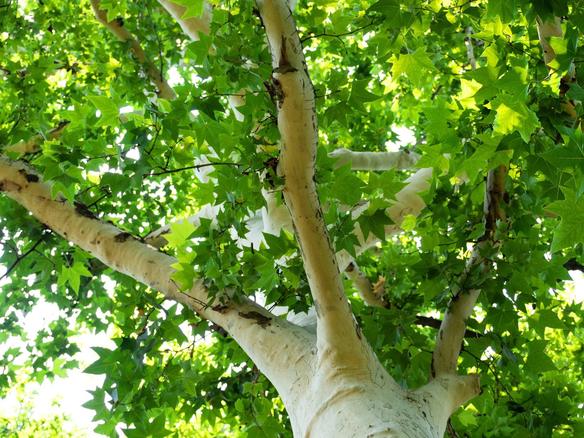 Beyond Maple: What Trees Can Be Tapped for Syrup?
