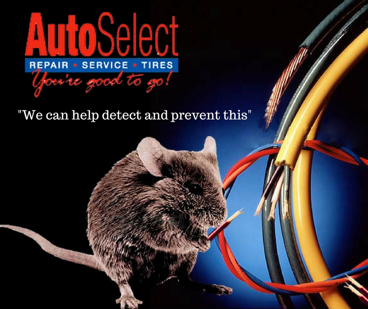 Rodents Chewing on Your Automotive Wiring? Learn How to Detect and