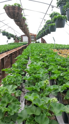 Geranium House