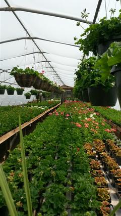 Geranium House