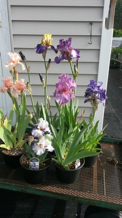 Irises