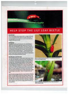 Lily leaf beetles