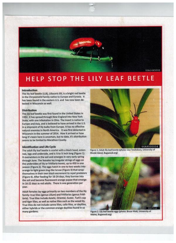 Lily leaf beetles