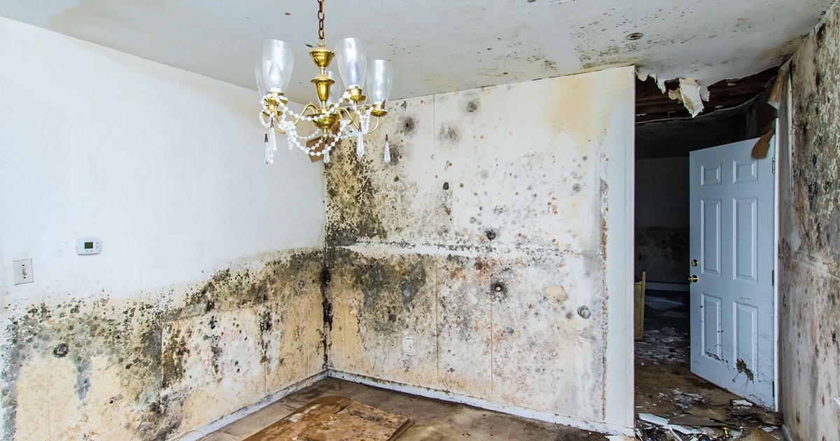 What Causes Mold In a House and How Can You Prevent It?