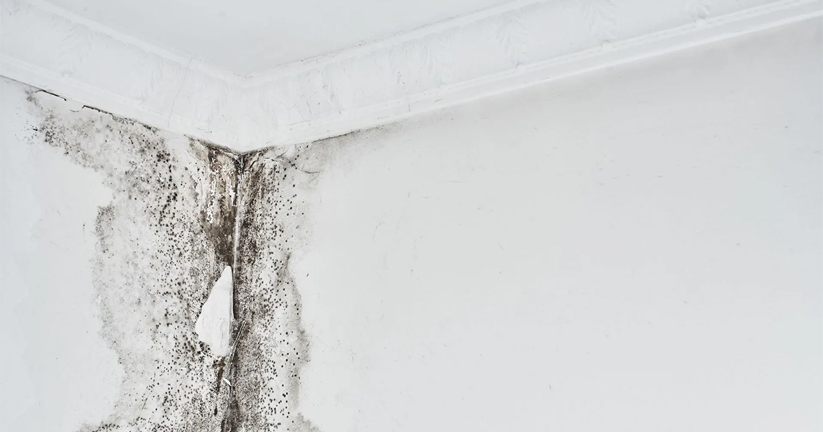 Why You Should Hire a Professional Mold Remediation Service