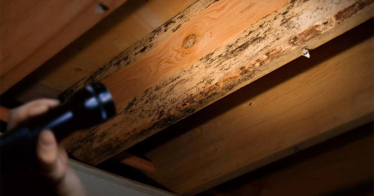 3 Signs You Need to Contact Mold Remediation Services