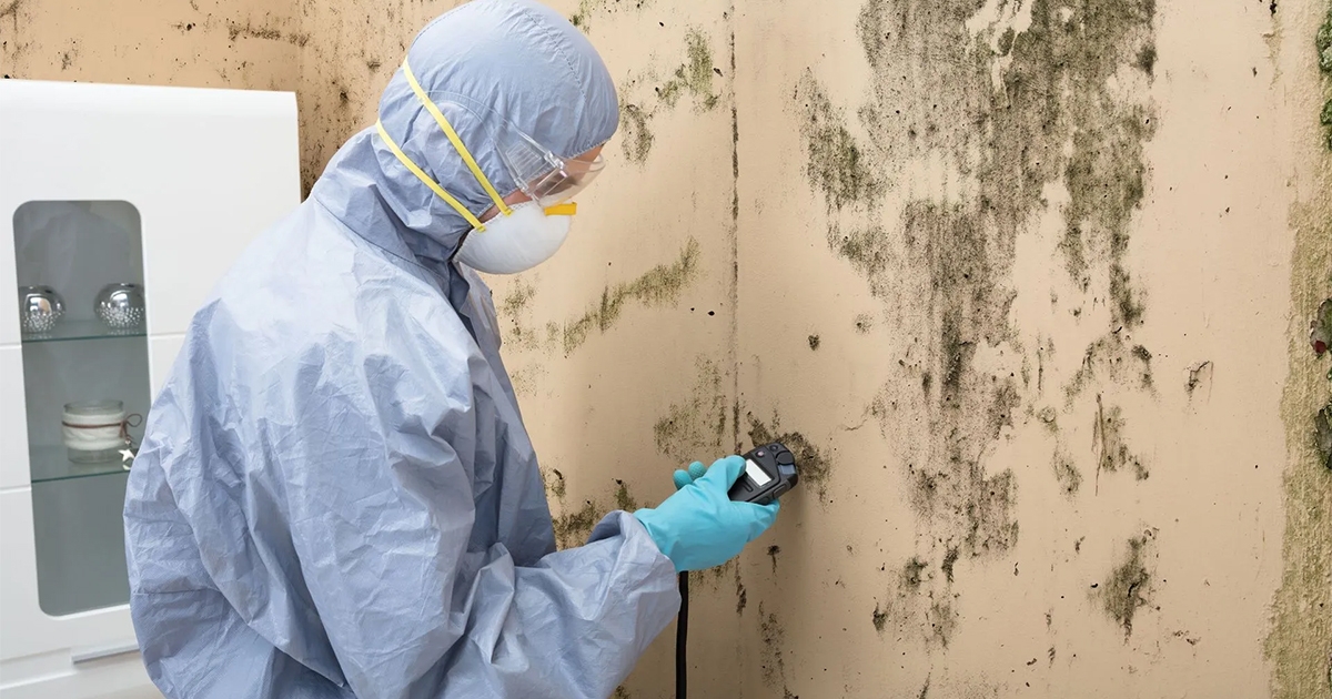 7 Ways a Mold Remediation Service Can Help You