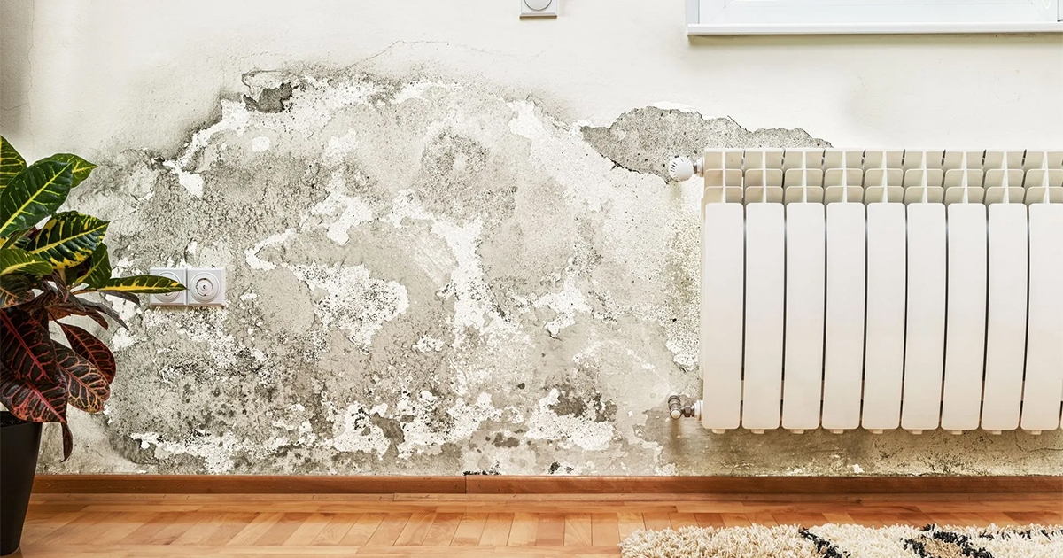Your Ultimate Guide to Mold and Mold Removal