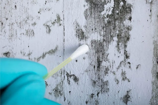 Mold Testing in Southeast Minnesota and Western Wisconsin