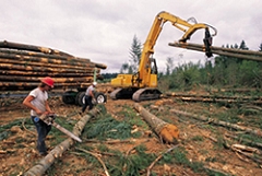 Forestry Management Services in Rhinelander WI