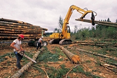 Timber Management Services in Rhinelander WI - Timber Appraisal 