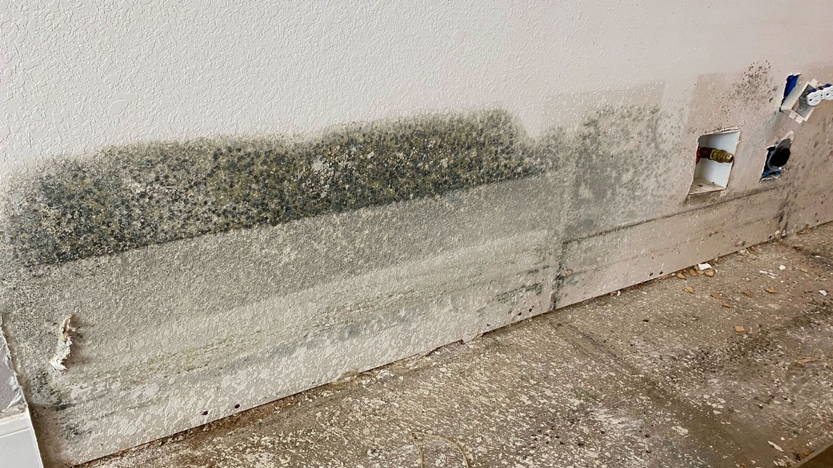 Common Types of Mold Growth Caused by Water Damage