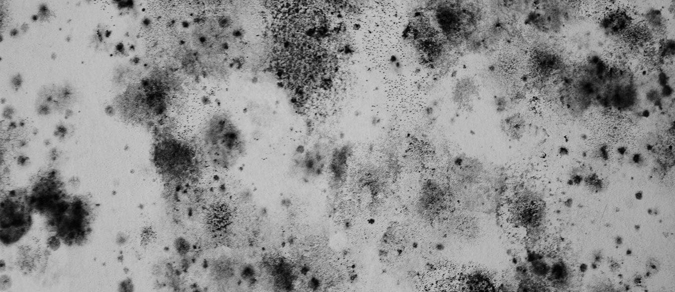 Mold Remediation
