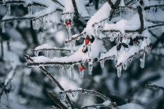 How to Prepare for Freezing Temperatures in Atlanta, Georgia