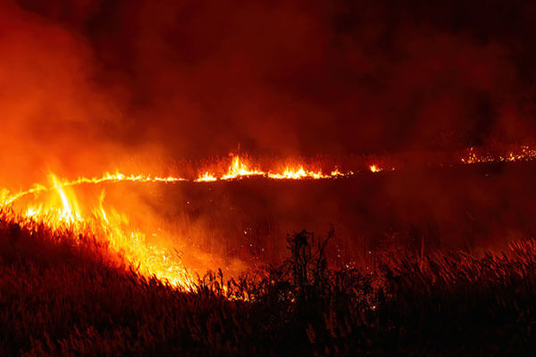 Wildfire Wildfire