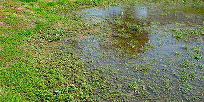 Sewage backup