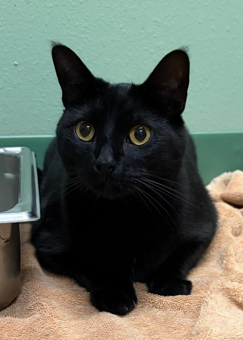 Vader