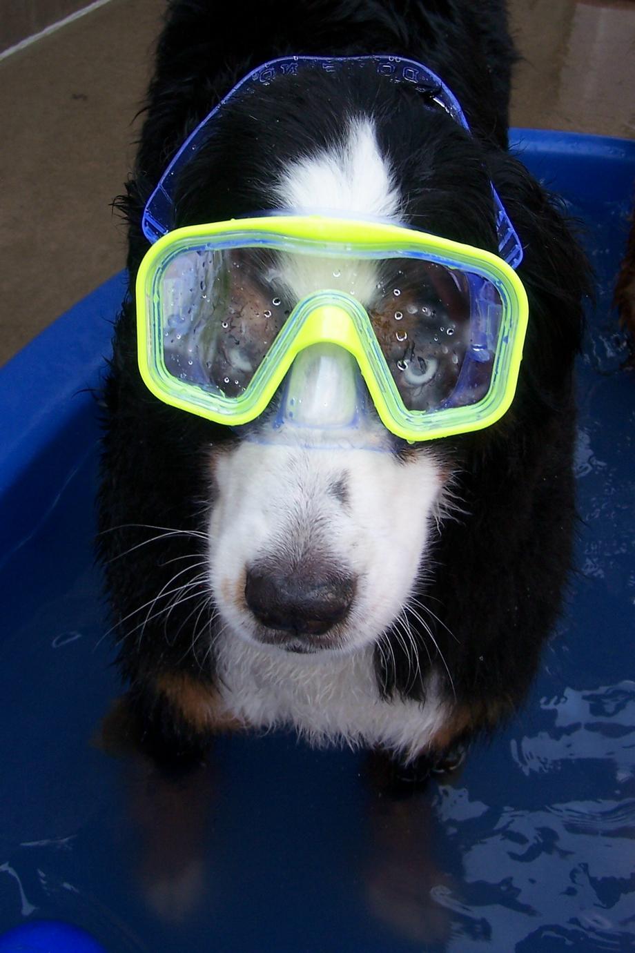 Doggy Daycare | Red Woof Pet Resort