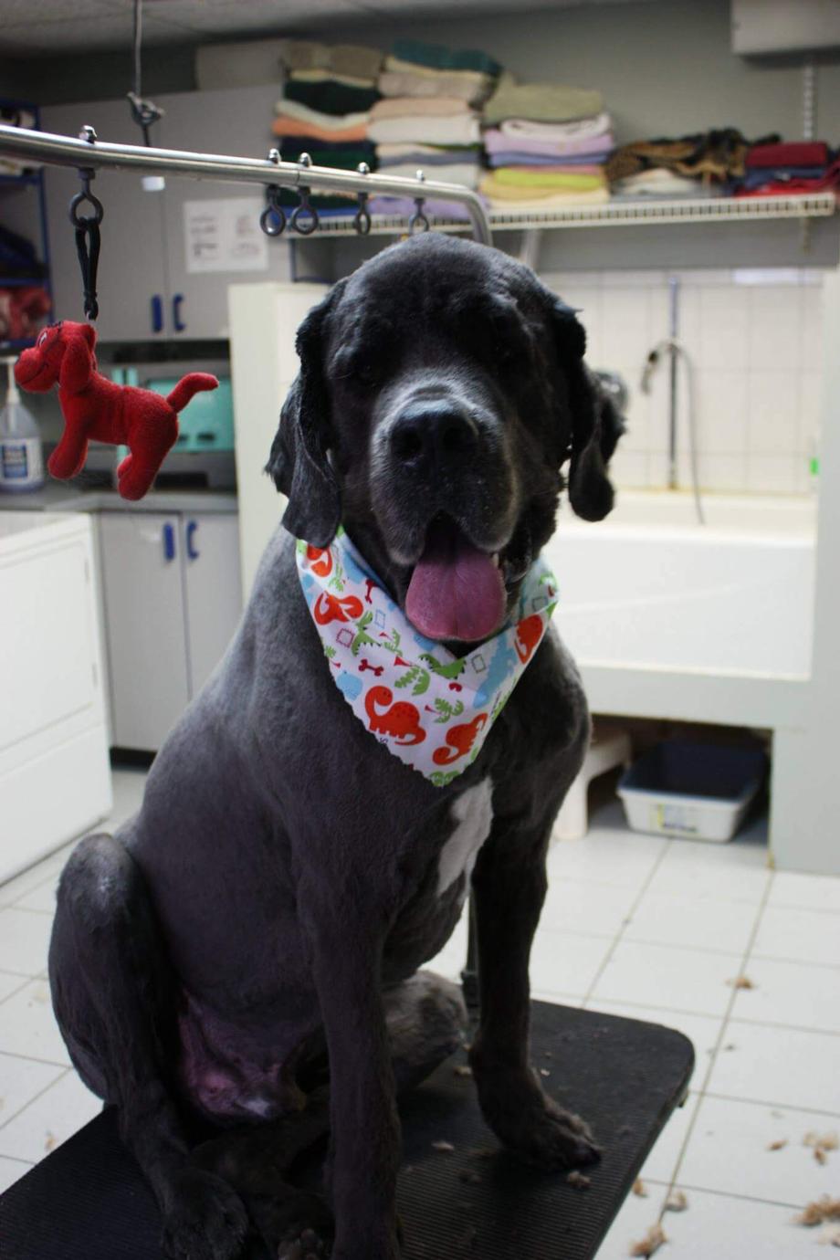 How to Groom a Dog (with Pictures) - wikiHow