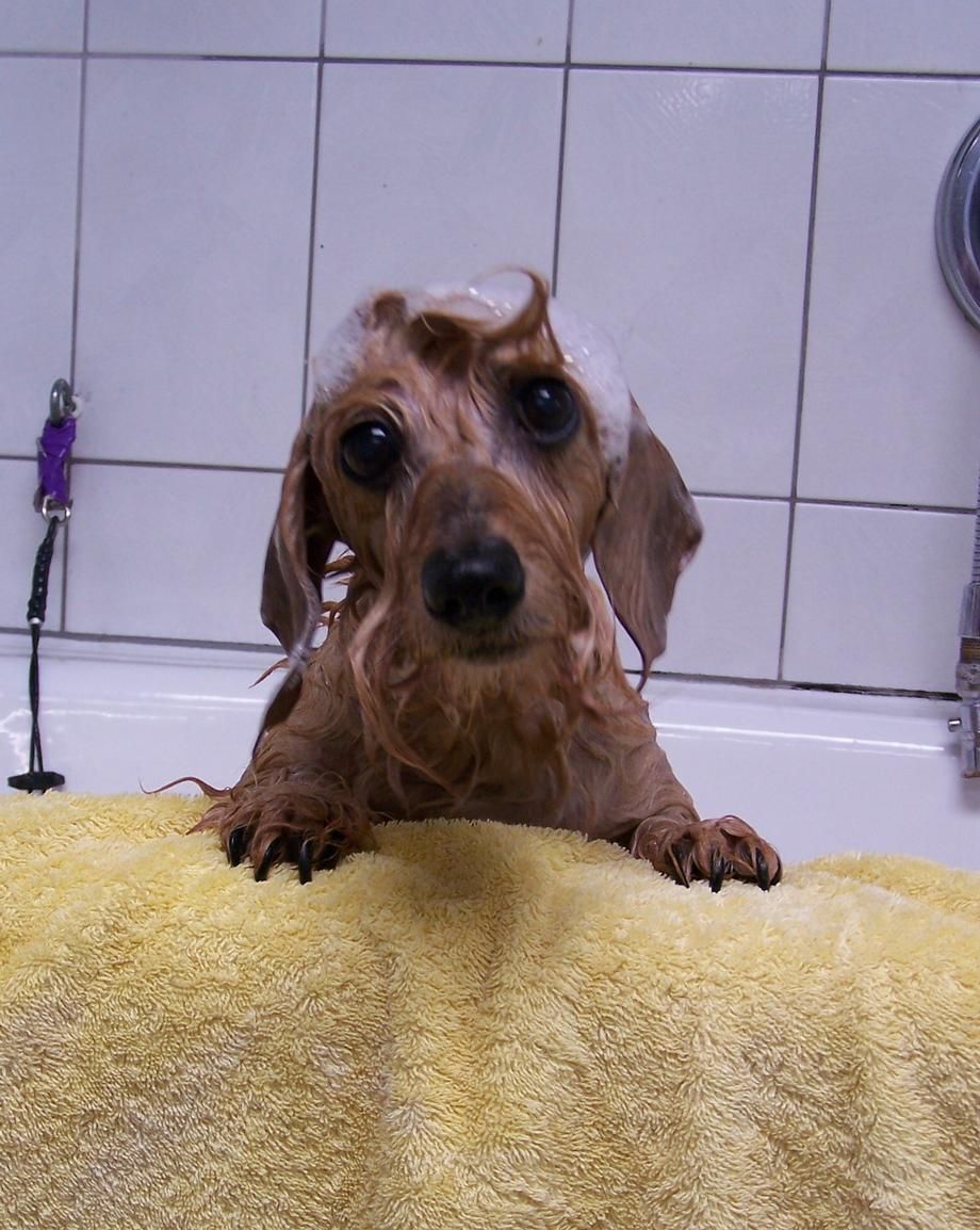 Pet Grooming | Red Woof Pet Resort