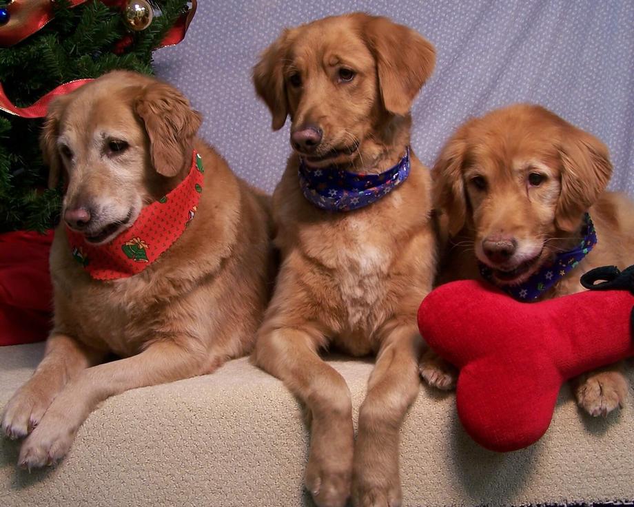 Pet of Week at Red Woof Pet Resort