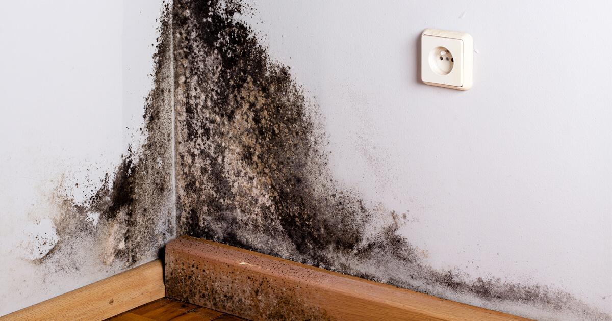 mold on the wall mold on the wall