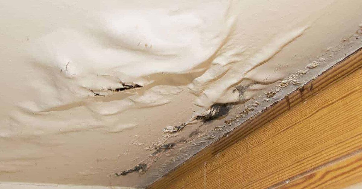 Moldy Roof Leak Damage Moldy Roof Leak Damage
