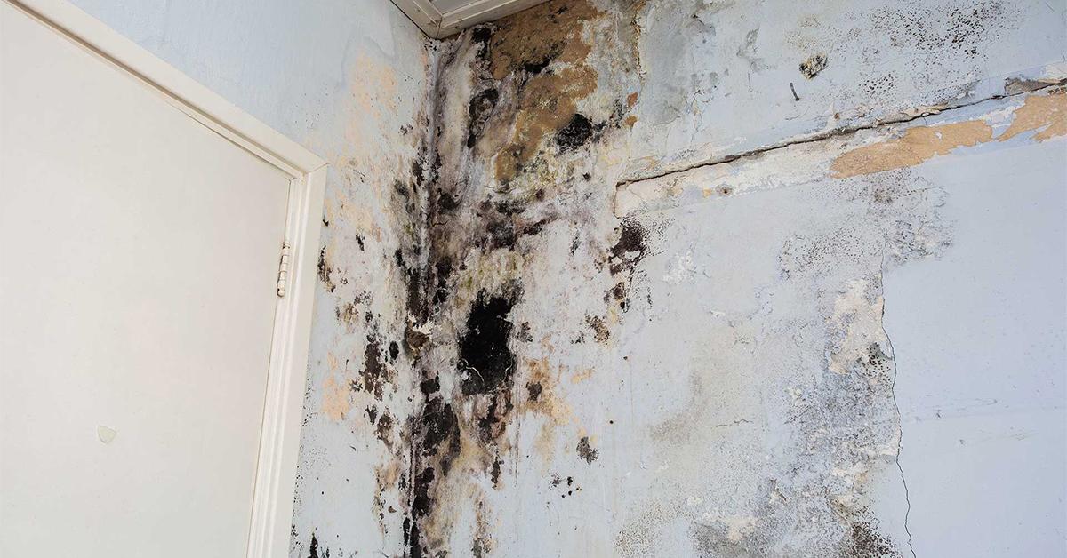 Peeling walls and visible mold - signs you might have mold in your house Peeling walls and visible mold - signs you might have mold in your house