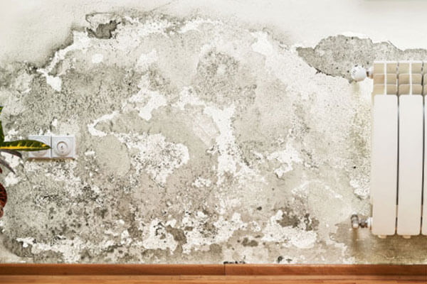 Mold Remediation Mold Remediation in Wausau, WI