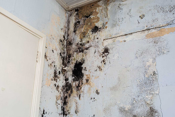Black Mold in Home Black Mold in Home