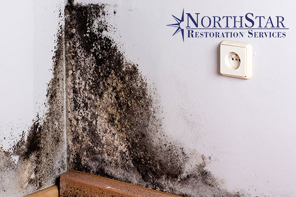 Mold Abatement Mold Abatement in Spencer, WI