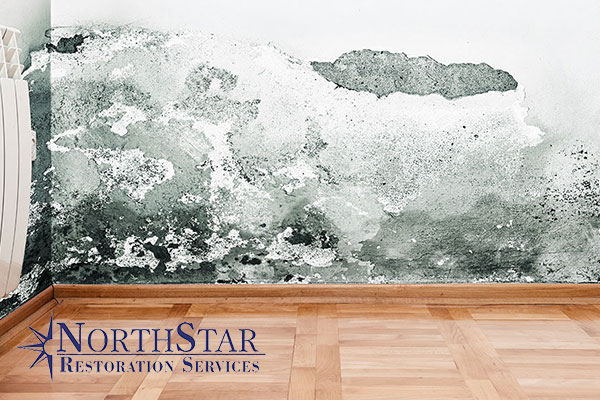 Mold Abatement Mold Abatement in Spencer, WI