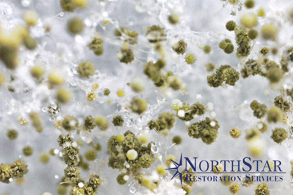 Mold Remediation Mold Remediation in Plover, WI