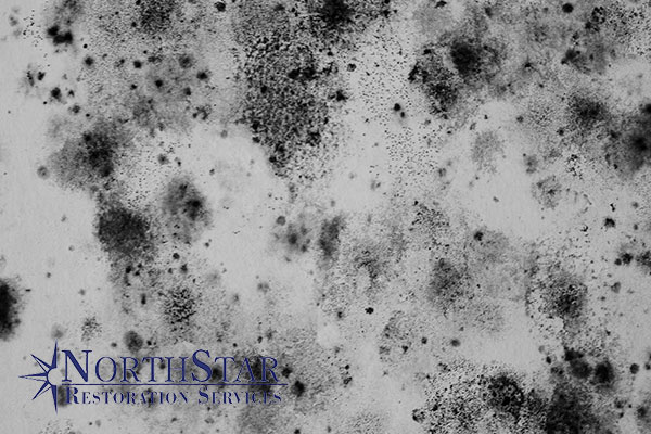 Mold Abatement Mold Abatement in Gleason, WI