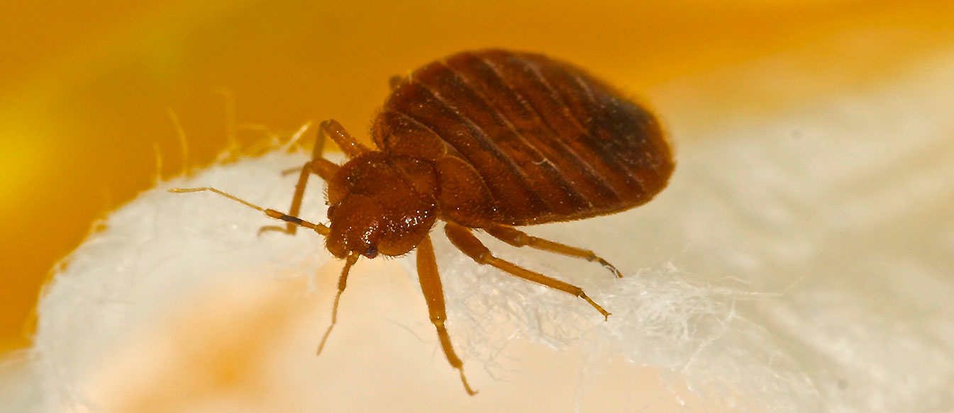 How to Get Rid of Bed Bugs In Central Wisconsin