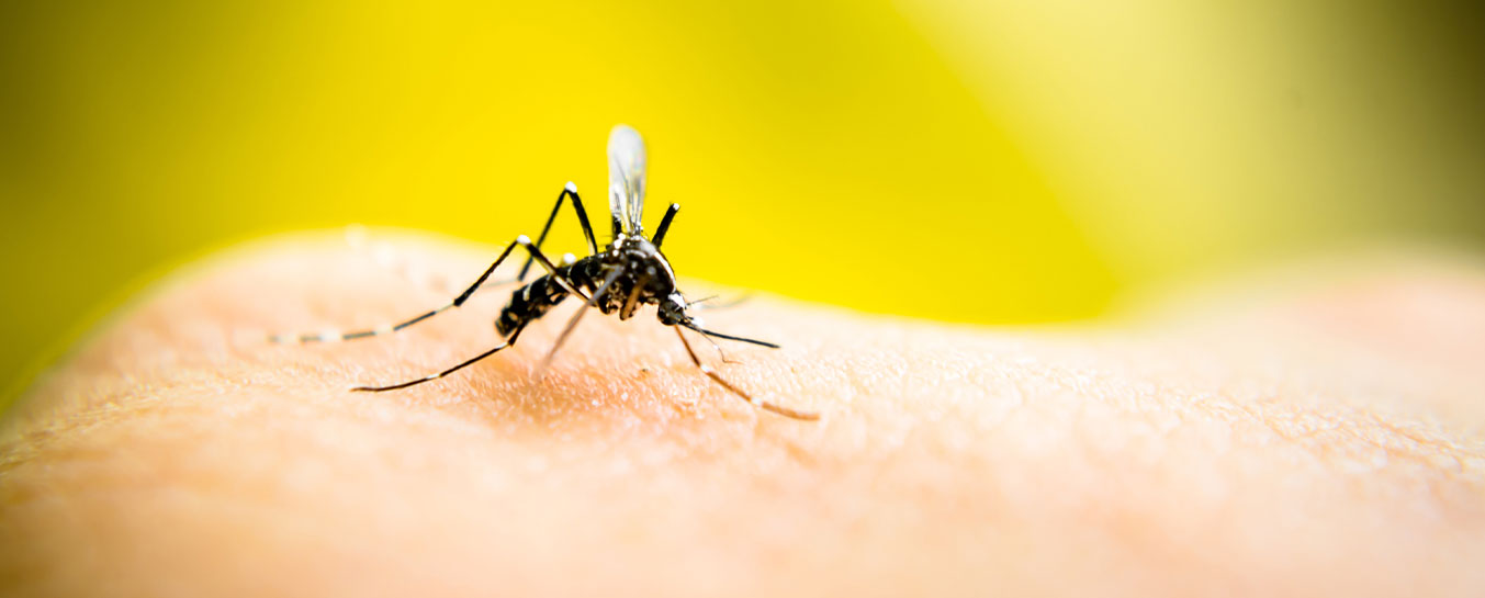 Mosquito & Tick Control