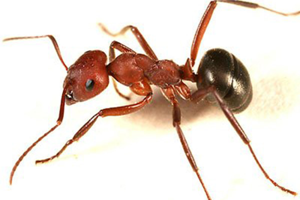 Mound Ants